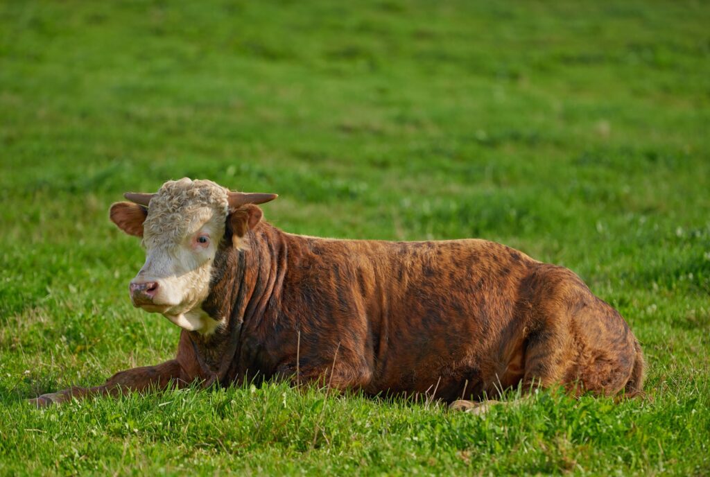 Hereford - all brown and white